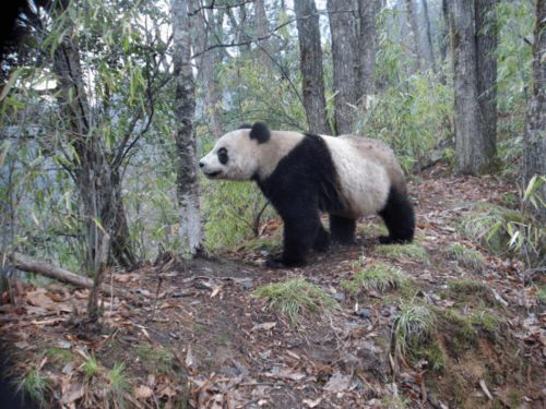 自然美景与珍稀生物并存——揭秘四川甘洛马鞍山自然保护区大熊猫频现的神奇之处