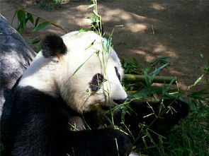 自然美景与珍稀生物并存——揭秘四川甘洛马鞍山自然保护区大熊猫频现的神奇之处