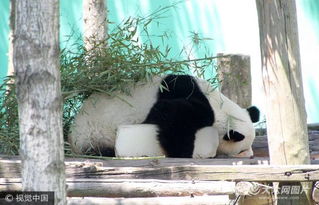 自然美景与珍稀生物并存——揭秘四川甘洛马鞍山自然保护区大熊猫频现的神奇之处