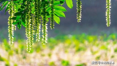 立夏食草有深意：1草详解，养生更可期