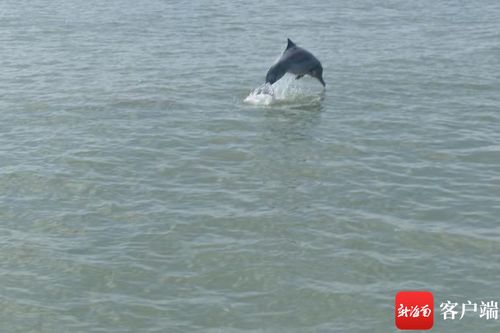 独特经历：海警巡逻偶遇成群海豚的海洋奇趣