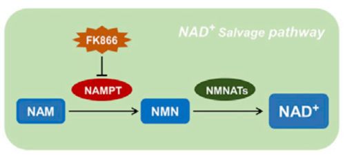 新型长寿策略：联合抑制剂与NAD+前体的结合延长寿命效果显著