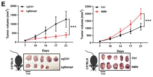 新型长寿策略：联合抑制剂与NAD+前体的结合延长寿命效果显著