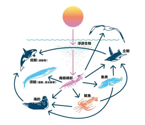 南极浮游纤毛虫：提供能量与营养的角色，重要的生物资源探索者