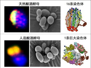 虚拟生命工程：科学已成功制造出类似真核细胞的功能分子