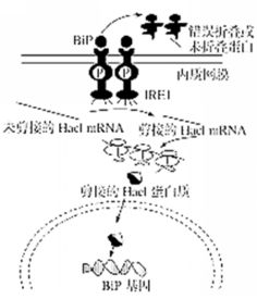 虚拟生命工程：科学已成功制造出类似真核细胞的功能分子