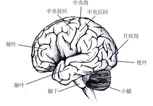 视觉错觉揭示支配意识的关键大脑规则：研究进展与未来展望