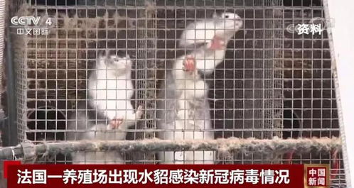 全球首例哺乳动物H5N1禽流感病例，农场工人感染凸显人类健康风险