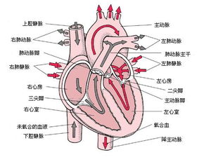 运动与心脏健康的微妙关系：这个结论并非绝对