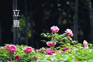 立夏到来，雨水降临——如何养生并享受立夏的季节之美呢?