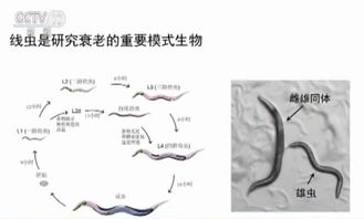 《科学》杂志揭示：强化神经与肌肉协调可减缓衰老过程