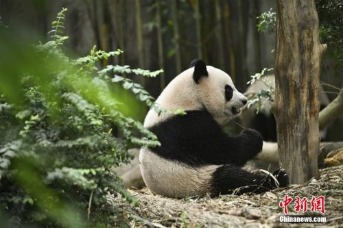 秦岭野生大熊猫的甜蜜恋爱季：网友见证奇幻之旅