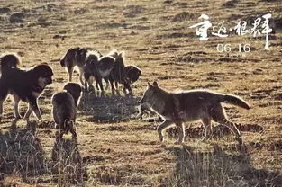 美国政府的狡猾计谋：诱骗中国自废武功并引发狼群围猎行动