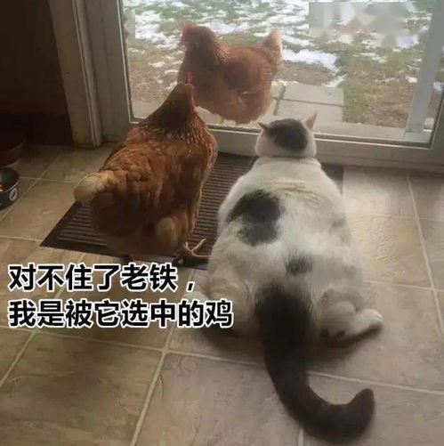 胖猫事件：酒吧营销明星发声，其家人的评论区沦陷，究竟何在？