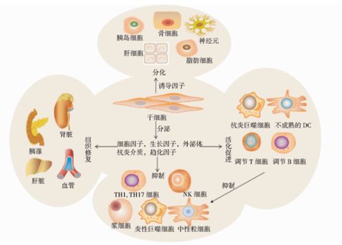 健康挑战：全面理解糖尿病及其管理方法 - 胰岛素不足够？还需要什么？