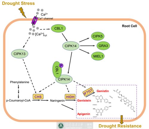 北京大学科研团队揭示乳酸驱动癌症恶病质的全新机制