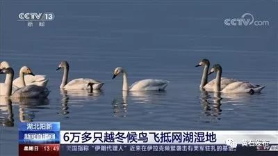 黄石网湖湿地：全国冬季鸟类最聚集地，打造候鸟天堂