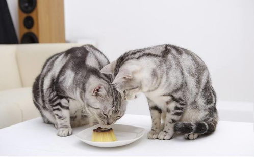 济南动物园神秘事件：三只大猫在竹林里藏猫猫，探味美食的有趣经历！