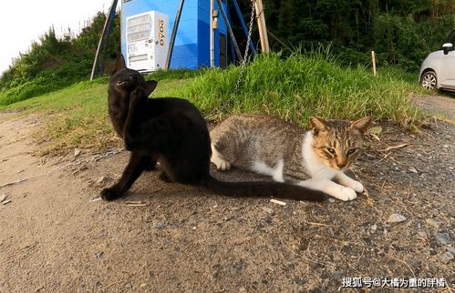 济南动物园神秘事件：三只大猫在竹林里藏猫猫，探味美食的有趣经历！