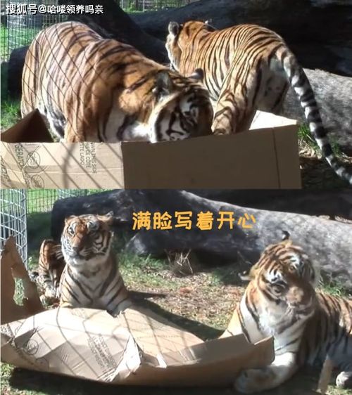 济南动物园神秘事件：三只大猫在竹林里藏猫猫，探味美食的有趣经历！