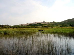 黄海湿地的潮汐树：自然的鬼斧神工展现其独特魅力