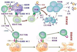 全新揭示：新冠病毒为何引发免疫细胞炎症风暴？探究机制与防控策略