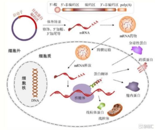 全新揭示：新冠病毒为何引发免疫细胞炎症风暴？探究机制与防控策略