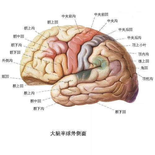 深度剖析：8种脑部变化及应对策略，让你的思维永葆青春！