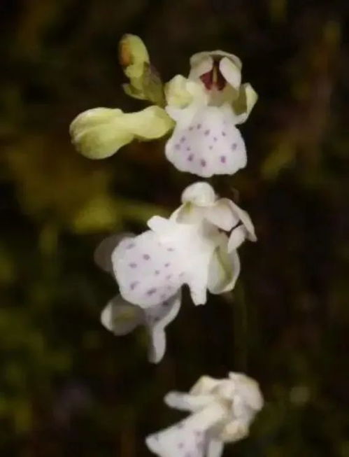 浙江义乌首次发现珍稀濒危物种时珍兰，保护世界生物多样性