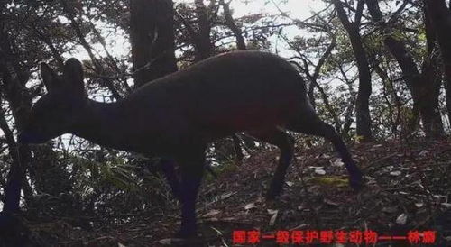 浙江义乌首次发现珍稀濒危物种时珍兰，保护世界生物多样性