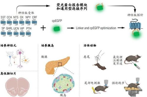 夜跑后为何身体反而变得更差？了解背后的科学原理和应对策略