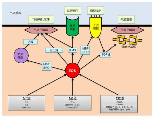 深入探讨嗜酸性粒细胞与重度哮喘的密切关系：为何重要性日益凸显？

关于嗜酸性粒细胞引发哮喘病因的研究: 这一现状如何影响我们的生活决策？