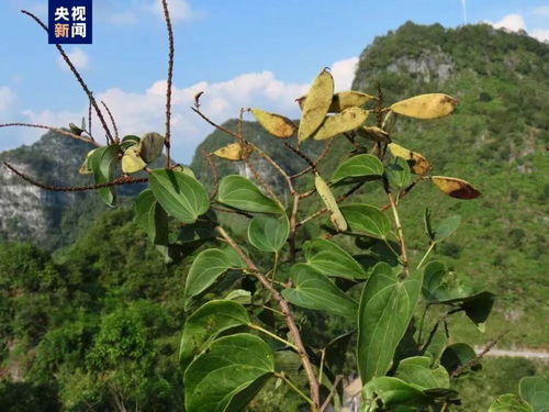 隐形的八十年，稀有的植物凌云龙须藤再次在广西展现生机