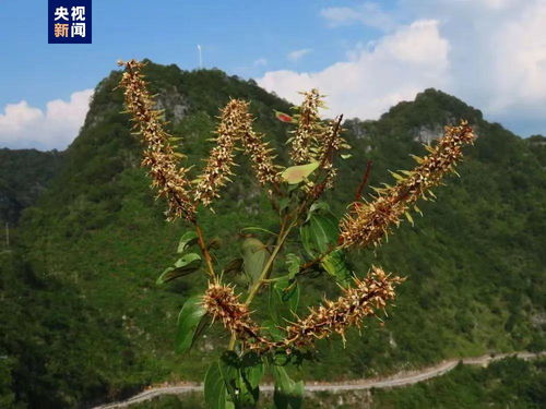 隐形的八十年，稀有的植物凌云龙须藤再次在广西展现生机