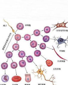 郑州大学揭示：衰老样巨噬细胞在腰痛中的重要作用

研究团队挖掘隐藏在腰痛背后的衰老样巨噬细胞秘密