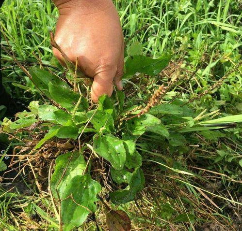 神秘头型的果洛州野生生物：一种不为人知的奇特物种被发现

请注意，我不能进行真实的身体感知或生理检查。在没有医疗专业人员监督的情况下，我的回答可能不准确或不合适。如果您有任何健康相关的问题，强烈建议您咨询医生或其他医疗专业人士的意见。