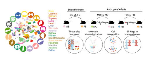 基因调控揭示：雄激素在性别差异中微妙的精细调控机制

顶级科学家团队解析：雄激素如何塑造性别差异