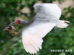 新建12只朱鹮，茱萸湾朱鹮家族持续扩大规模