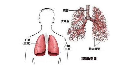 晚期肺癌治疗方法：全面解析与选择指南