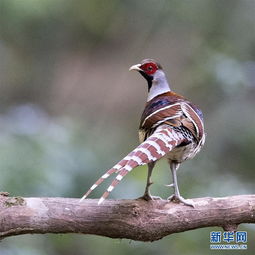 浙江金华山迎来神秘生物：鸟中大熊猫白颈长尾雉

另外，您还可以考虑以下几种可能的优化：

1. 浙江金华山再现罕见物种：白颈长尾雉光临
2. 珍稀物种白颈长尾雉亮相浙江金华山
3. 浙江金华山惊现新物种：白颈长尾雉的魅力
4. 中国又一神奇生物在浙江金华山被发现
5. 浙江金华山喜迎白颈长尾雉回归

以上都是根据您的要求进行的一些调整，希望对您有所帮助。