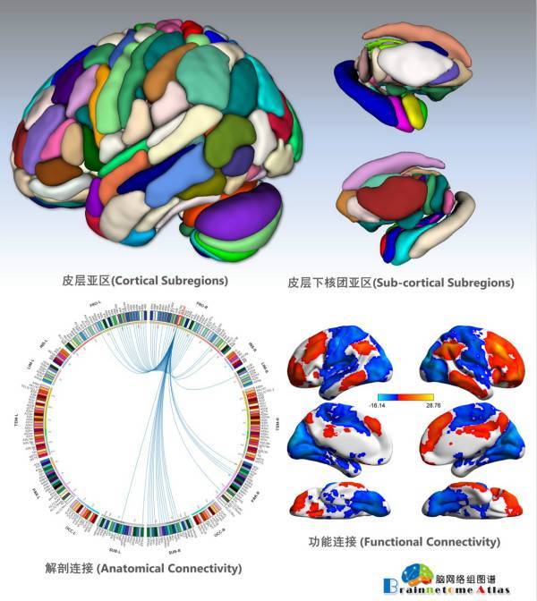 中国科学院自动化工作者绘制出全新猕猴脑网络图谱，引领神经科学新探索方向