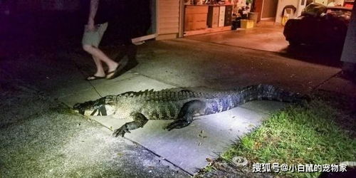 极度震撼：百人死亡鳄鱼入侵城市！军队紧急调动救援行动，超130万人遭遇洪灾