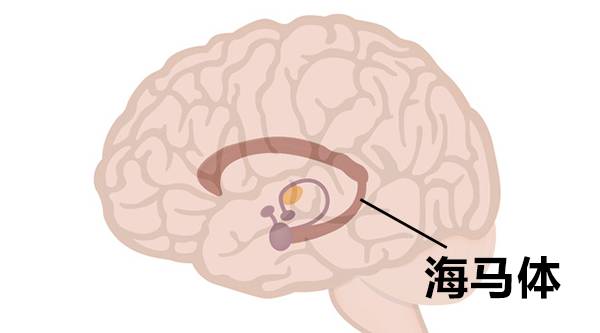 宁波老太大脑损伤严重致海马体萎缩: 创新疗法在尝试挽救她的记忆力与思考能力