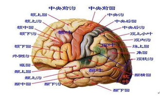 宁波老太大脑损伤严重致海马体萎缩: 创新疗法在尝试挽救她的记忆力与思考能力