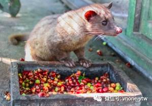 三亚街头现椰子狸遭人举报，专家证实为国家一级保护动物小灵猫！