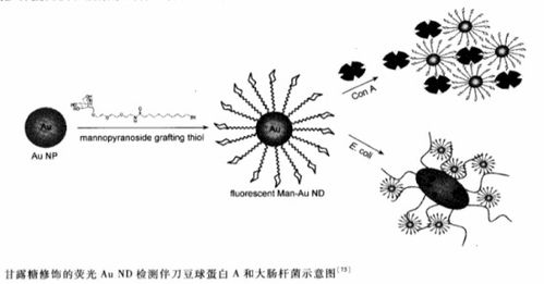 优化版：我学者揭秘金属团簇‘油到水’转化机制，掌握荧光调控的关键技术