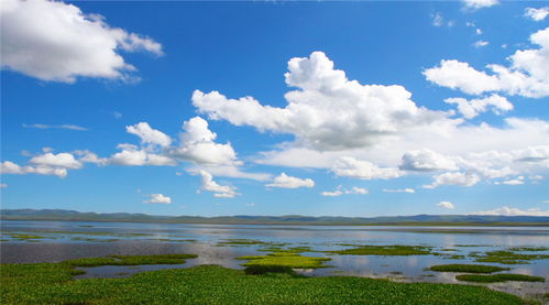 全球知名高海拔湿地-尕海湿地珍稀物种频现，刷新生态记录与人类共生