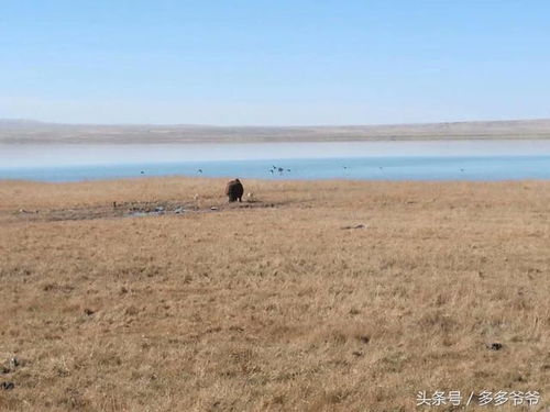 全球知名高海拔湿地-尕海湿地珍稀物种频现，刷新生态记录与人类共生