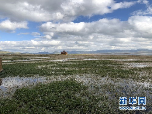 全球知名高海拔湿地-尕海湿地珍稀物种频现，刷新生态记录与人类共生