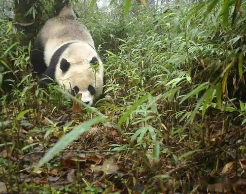 野生大熊猫母子同框，萌态十足，温馨满满！